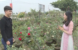 Người dân thôn Hạ Lôi hồi sinh những cánh đồng hoa đón Tết