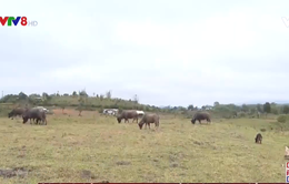 Kon Tum: Hơn 250 con gia súc chết do rét đậm, rét hại