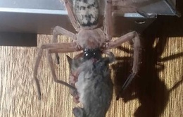 Hú vía, nhện độc khổng lồ xuất hiện ở nhà nghỉ