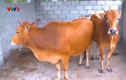 Hà Tĩnh: Khó khăn trong khống chế dịch viêm da nổi cục ở trâu bò