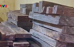 Quảng Bình: Bắt giữ vụ tàng trữ số lượng lớn gỗ lậu