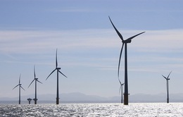 Nhà thầu Việt Nam tham gia Dự án điện gió ngoài khơi tại Đài Loan (Trung Quốc)