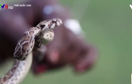 Báo động nạn dùng rắn độc làm hung khí giết người ở Ấn Độ