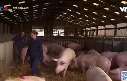Anh: Khoảng 70.000 con lợn có thể bị tiêu hủy do thiếu nhân công