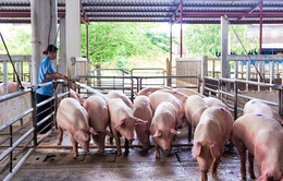 Giá lợn hơi đang tăng lên từng ngày