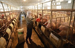 Giá lợn hơi chạm đáy, nông dân lỗ gần 2 triệu đồng/con