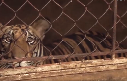 Nghệ An: Liên tiếp bắt giữ nhiều vụ nuôi nhốt hổ trái phép