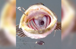 Kỳ lạ: loài cá có tới 555 chiếc răng, mỗi ngày rụng 20 chiếc