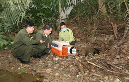 70 cá thể cầy vòi mốc quý hiếm được thả về rừng