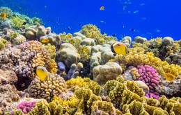 Giới nghiên cứu tìm cách chỉnh sửa gene để cứu các rạn san hô