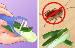 6 mẹo giúp nhà bạn “sạch bóng” côn trùng mà không dùng chất hóa học