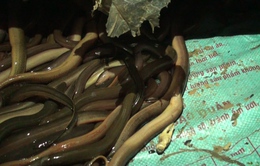 Phá đường dây vận chuyển ma túy trong thùng sắt chứa lươn sống