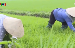 Quảng Trị triển khai sản xuất nông nghiệp đầu năm