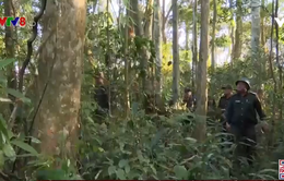 Quảng Nam lập chốt giữ rừng tại cội