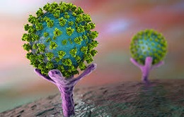 Phát triển protein có thể vô hiệu hóa virus SARS-CoV-2 trong thận