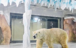 Độc đáo, "khách sạn gấu Bắc Cực" khai trương ở Trung Quốc