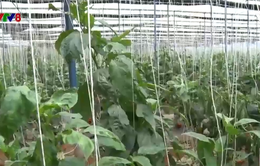 Lâm Đồng: Nhân rộng biện pháp diệt sâu bệnh hại cây trồng bằng thiên địch