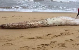 Xác cá voi 1 tấn trôi dạt vào bờ biển Quảng Bình