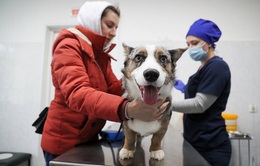Nga đăng ký vaccine COVID-19 đầu tiên cho động vật