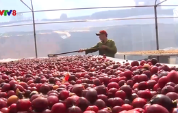 Đắk Lắk: Khuyến cáo người dân thu hoạch cà phê đảm bảo chất lượng