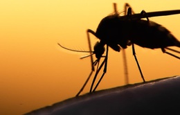 Nghiên cứu muỗi biến đổi gene chống sốt rét