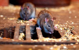 Vương quốc Anh: Việc đóng cửa phòng dịch lại khiến chuột sinh sôi