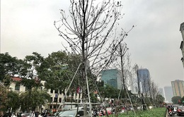 Cây xanh ở Thủ đô Hà Nội: Không thể cứ thích là trồng
