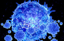 Tế bào T gần như nguyên vẹn trước các biến thể