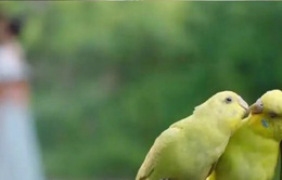 Cảnh hôn của Địch Lệ Nhiệt Ba trong "Trường ca hành" được làm mờ bằng hai chú chim