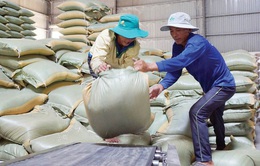 Gạo Việt và cơ hội lớn tại Philippines