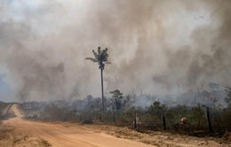Rừng Amazon thải nhiều carbon hơn lượng khí thải hấp thụ