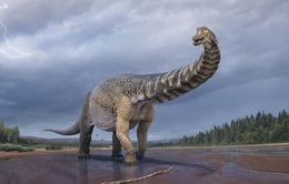 Xác định loài khủng long mới có kích thước lớn