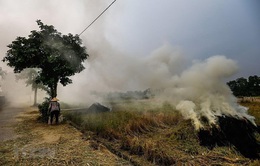 Bộ Tài nguyên và Môi trường yêu cầu xử lý nghiêm việc đốt rơm, rạ gây ô nhiễm