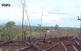Đắk Nông: Nóng tình trạng phá rừng để chiếm đất sản xuất