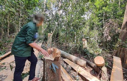 Phó Thủ tướng Trương Hòa Bình chỉ đạo xử lý nghiêm tình trạng phá rừng tại Gia Lai