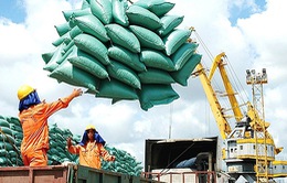 Vì sao xuất khẩu gạo Việt Nam sụt giảm?