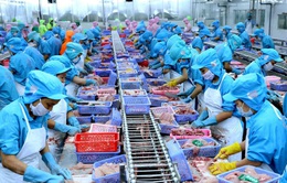 Gặp khó tại Trung Quốc, doanh nghiệp thủy sản Việt chuyển hướng