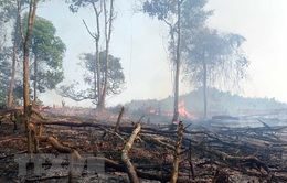Cảnh báo cháy rừng ở mức cao nhất do nắng nóng