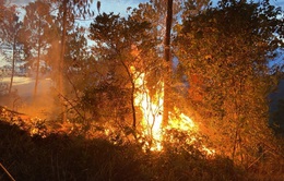 Cháy rừng thông phòng hộ gần 30 năm tuổi tại Thừa Thiên-Huế
