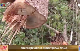 Đắk Nông: Phát hiện vụ phá gần 7000m2 rừng