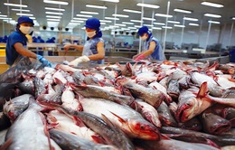 Xuất khẩu sản phẩm cá tra đạt hơn 930 triệu USD