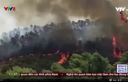 Nắng nóng kỷ lục làm cháy rừng lan rộng ở Italia
