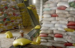 Giá gạo “chạm đáy” trong hơn 1 năm: Vì đâu nên nỗi?