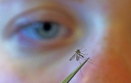 Những lợi ích từ… muỗi mà chúng ta ít biết đến