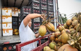 Người dân đổ xô mua nước dừa, Trung Quốc tăng nhập khẩu