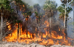 Cháy rừng trong điều kiện khô nóng, gió thổi mạnh diễn ra trên khắp Paraguay