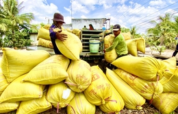 Tăng hạn mức cho vay, đảm bảo đủ vốn cho thu mua lúa gạo