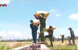 Công an Đà Nẵng giúp dân thu hoạch lúa