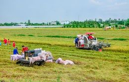 Doanh nghiệp gặp khó trong việc tăng thu mua lúa cho dân