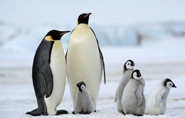Băng tan có thể sẽ “thảm sát” 98% loài chim cánh cụt hoàng đế